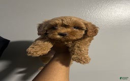 Cavapoo dogs for sale: Dixie - Image 8