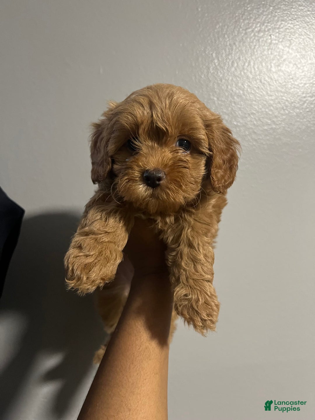 Cavapoo dogs for sale: Dixie - Image 8
