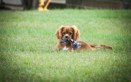 Cavalier King Charles Spaniel dogs for sale: Clifford - Image 35
