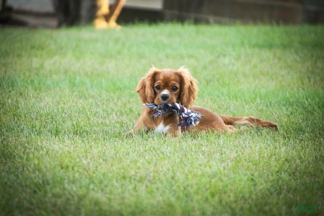 Cavalier King Charles Spaniel dogs for sale: Clifford - Image 35