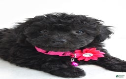 Miniature Poodle dogs for sale: Maggie - Image 3