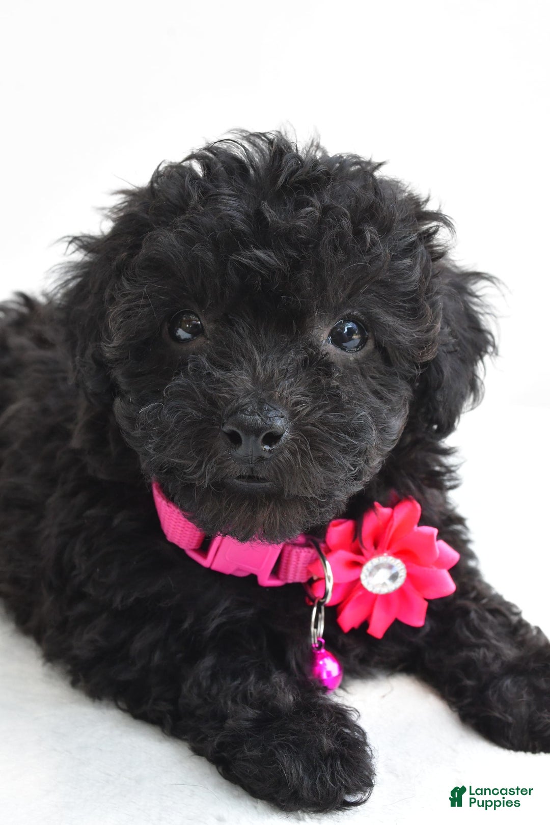 Miniature Poodle dogs for sale: Maggie - Image 3