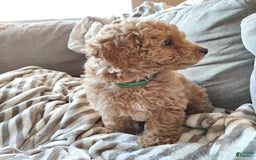 Miniature Poodle dogs for sale: Green - Image 6