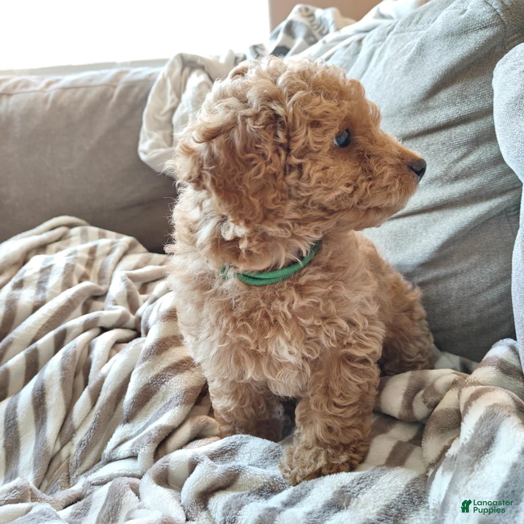 Miniature Poodle dogs for sale: Green - Image 6