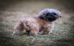 Shihpoo dogs for sale: Doc - Image 5