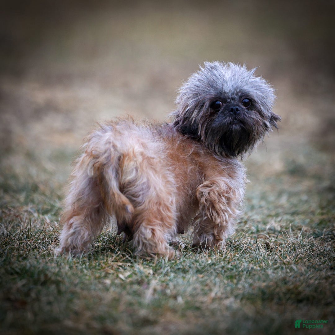 Shihpoo dogs for sale: Doc - Image 5