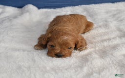 Cavapoo dogs for sale: Cavapoo 6 puppies - Image 31