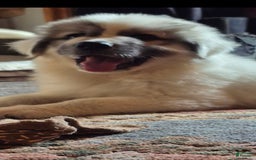 Great Pyrenees dogs for sale: Pink - Image 4