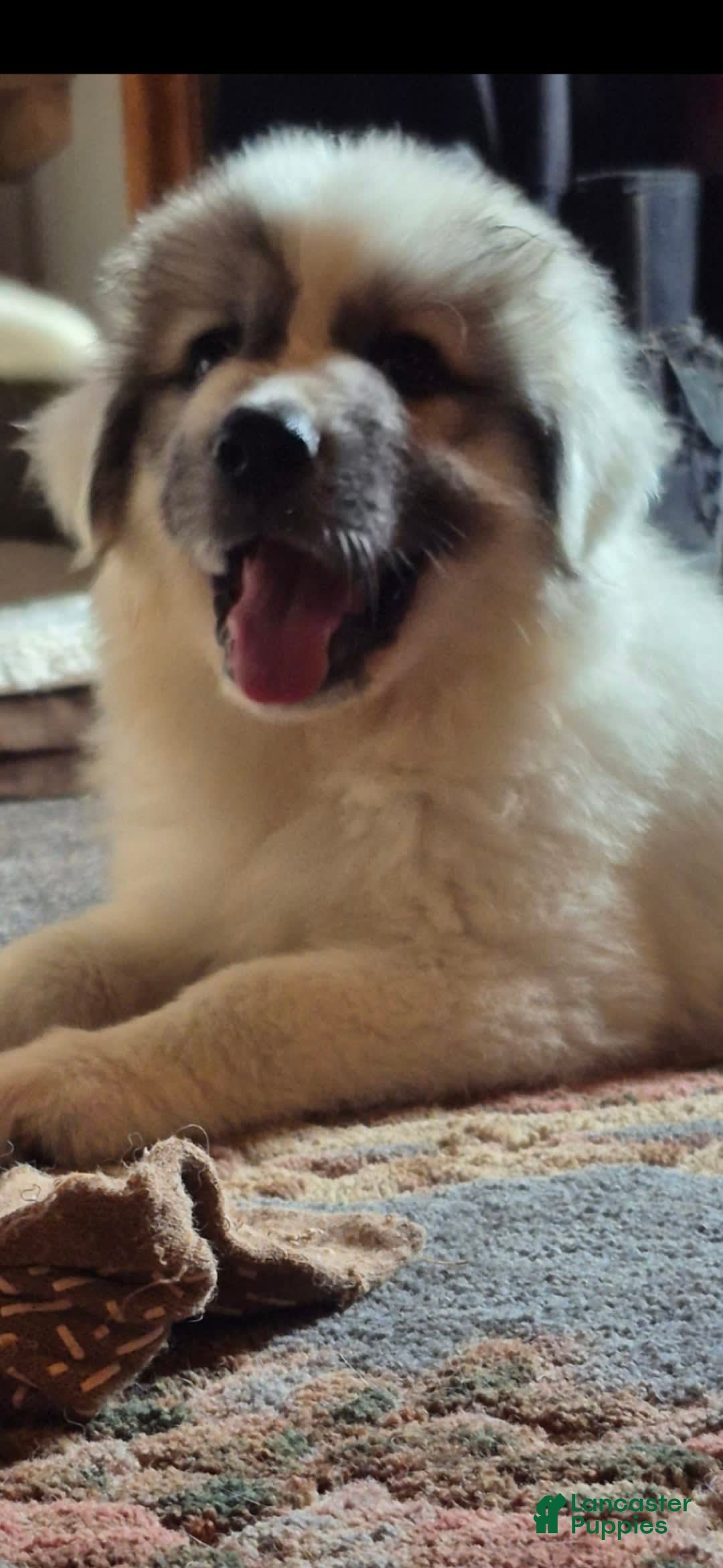 Great Pyrenees dogs for sale: Pink - Image 4