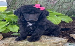 Standard Poodle dogs for sale: Rosebud - Image 3