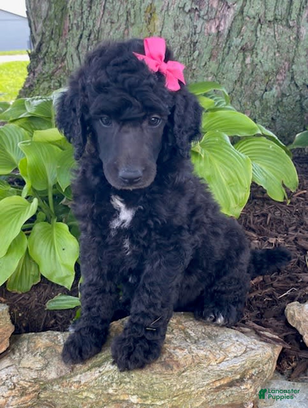 Standard Poodle dogs for sale: Rosebud - Image 3