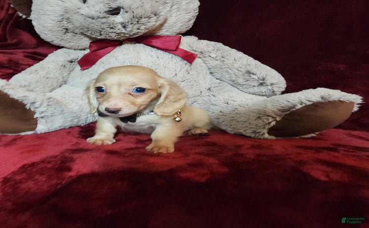 Miniature Dachshund dogs for sale - Ad 4