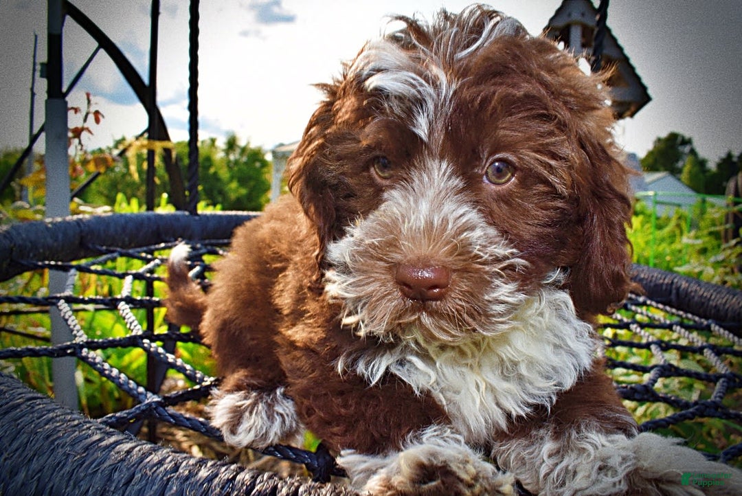 Havapoo dogs for sale: Valor - Image 15