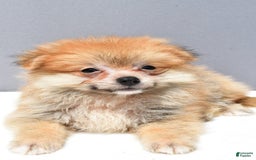 Pomeranian dogs for sale: Ian - Image 2