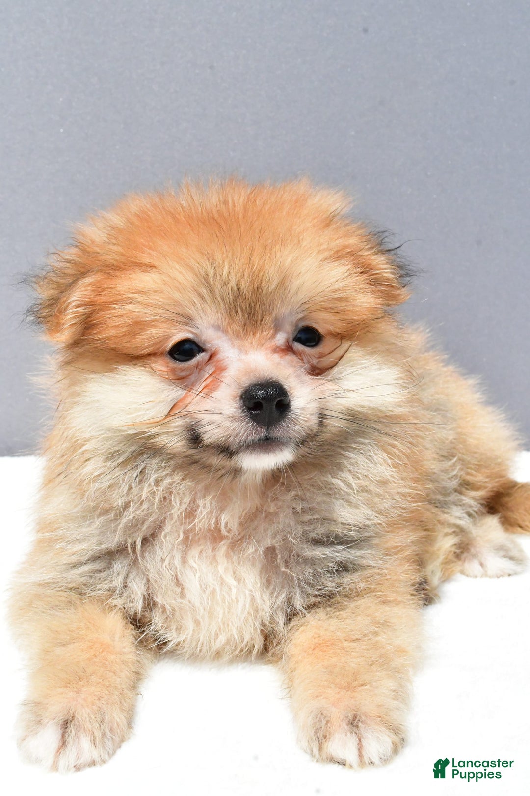 Pomeranian dogs for sale: Ian - Image 2