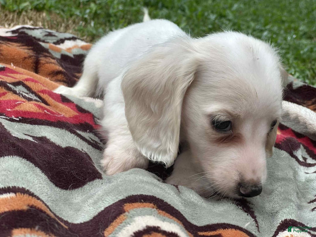 Miniature Dachshund dogs for sale: Marshmallow - Image 2