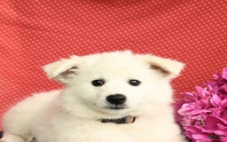 American Eskimo dogs for sale: Meadow - Image 8