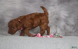 Mini Goldendoodle dogs for sale: Cinnamon - Image 17