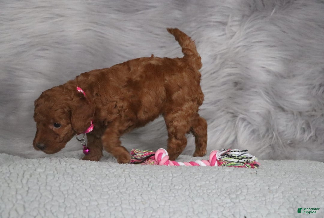 Mini Goldendoodle dogs for sale: Cinnamon - Image 17