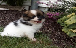 Pomeranian dogs for sale: Renzo - Image 1