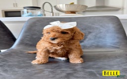 Mini Goldendoodle dogs for sale: Petite Belle - Image 20