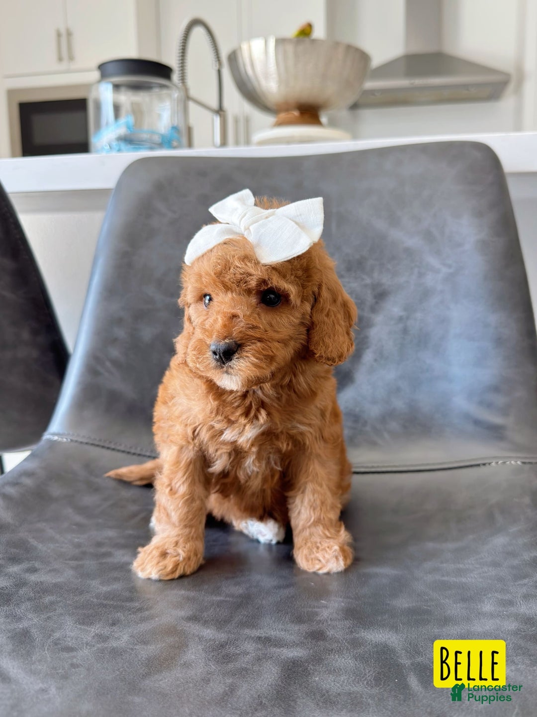 Mini Goldendoodle dogs for sale: Petite Belle - Image 20