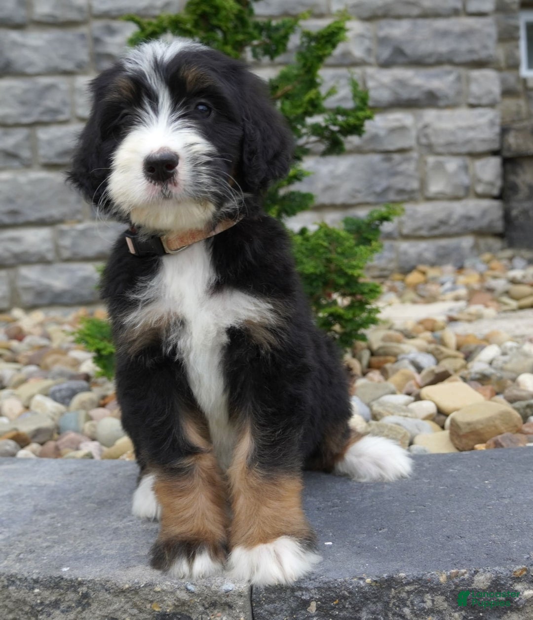 Bernedoodle dogs for sale: Melody - Image 2