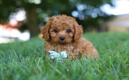 Cavapoo dogs for sale: Cavapoo 5 puppies - Image 8
