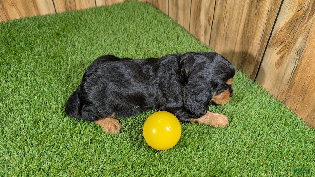 Cavalier King Charles Spaniel dogs for sale: Brin Girl 4 - Image 9