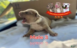 American Bully dogs for sale: American Bully Tri Xl - Image 12