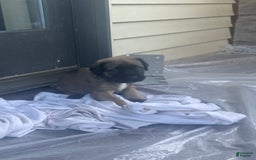 English Mastiff dogs for sale: Pinky - Image 7