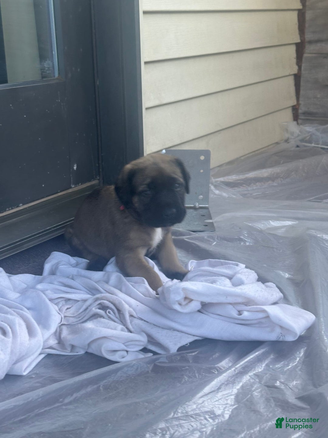 English Mastiff dogs for sale: Pinky - Image 7