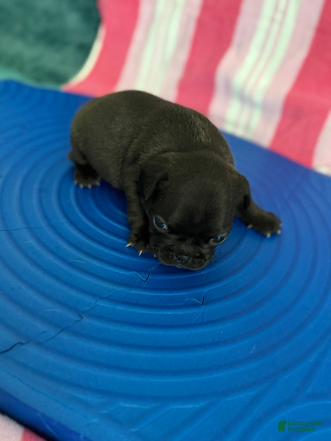 French Bulldog dogs for sale: Akc Black W Sable Overtones - Image 9