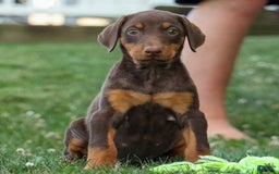 Doberman Pinscher dogs for sale: Daisy - Image 1