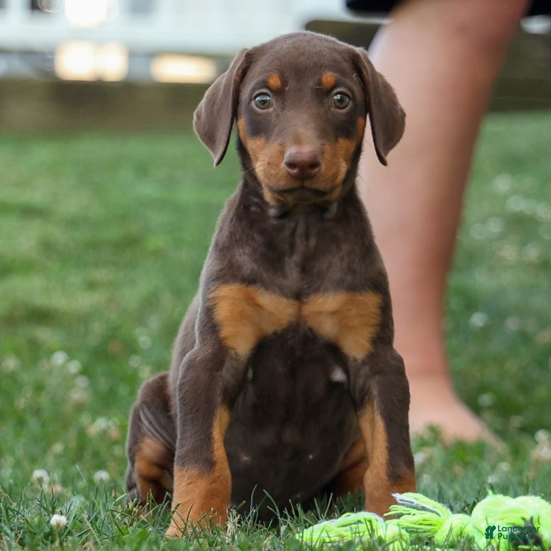 Doberman Pinscher dogs for sale: Daisy - Image 1