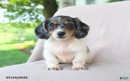 Miniature Dachshund dogs for sale: Galaxy - Image 1