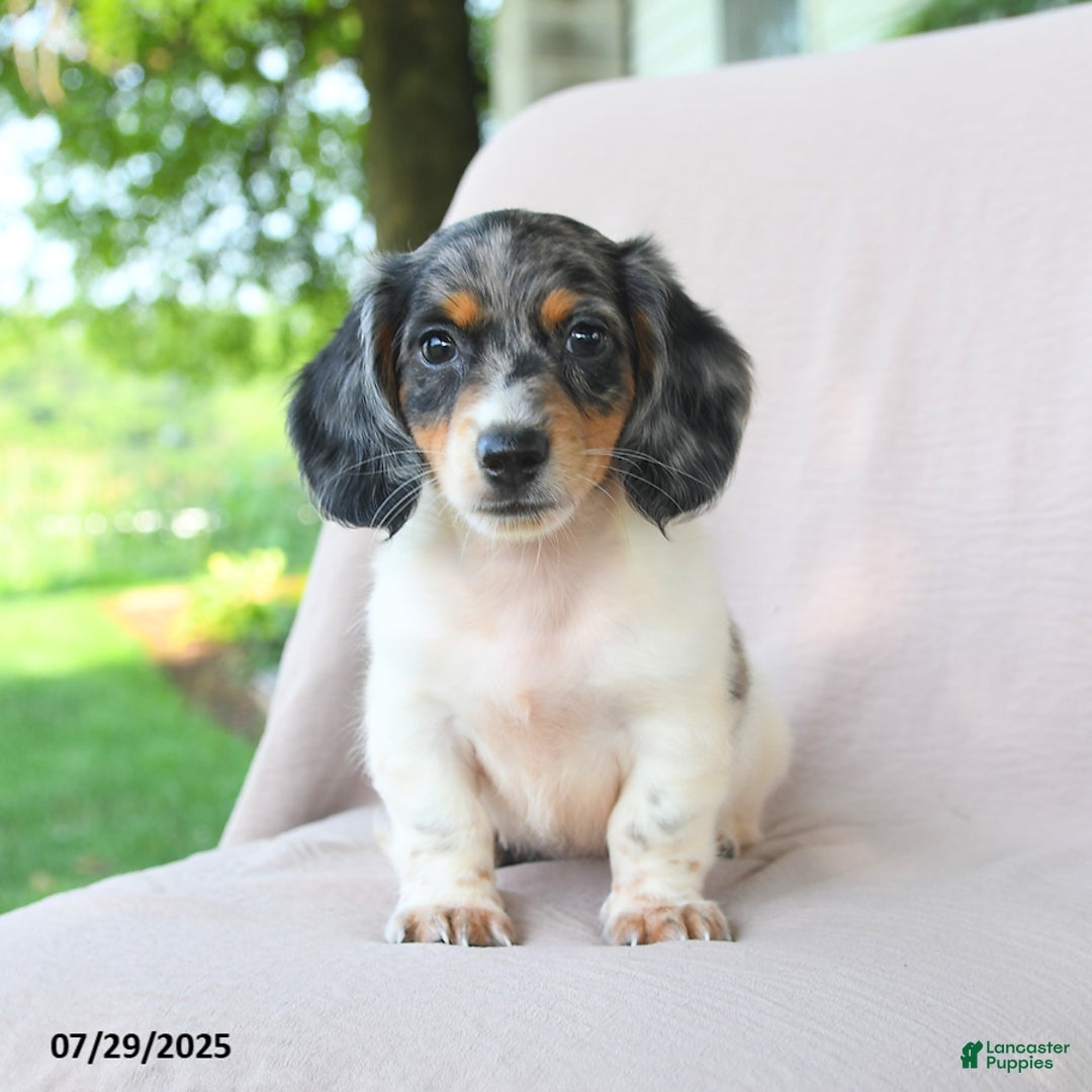 Miniature Dachshund dogs for sale: Galaxy - Image 1