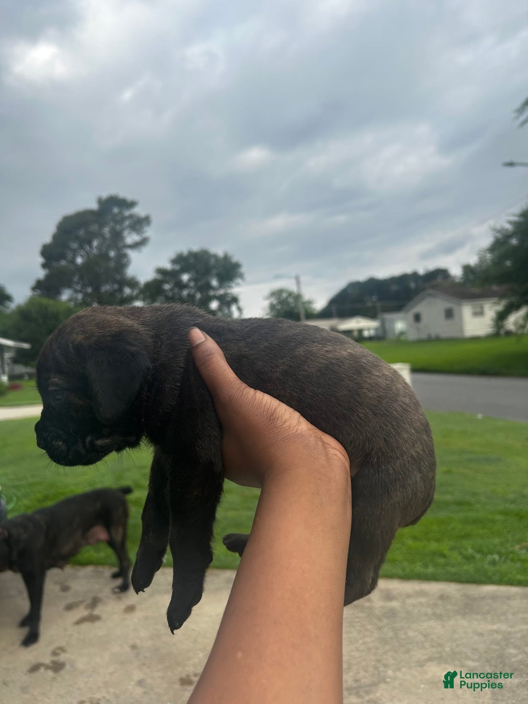 Cane Corso dogs for sale: Buddy - Image 1