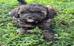 Cockapoo dogs for sale: Buster - Image 6