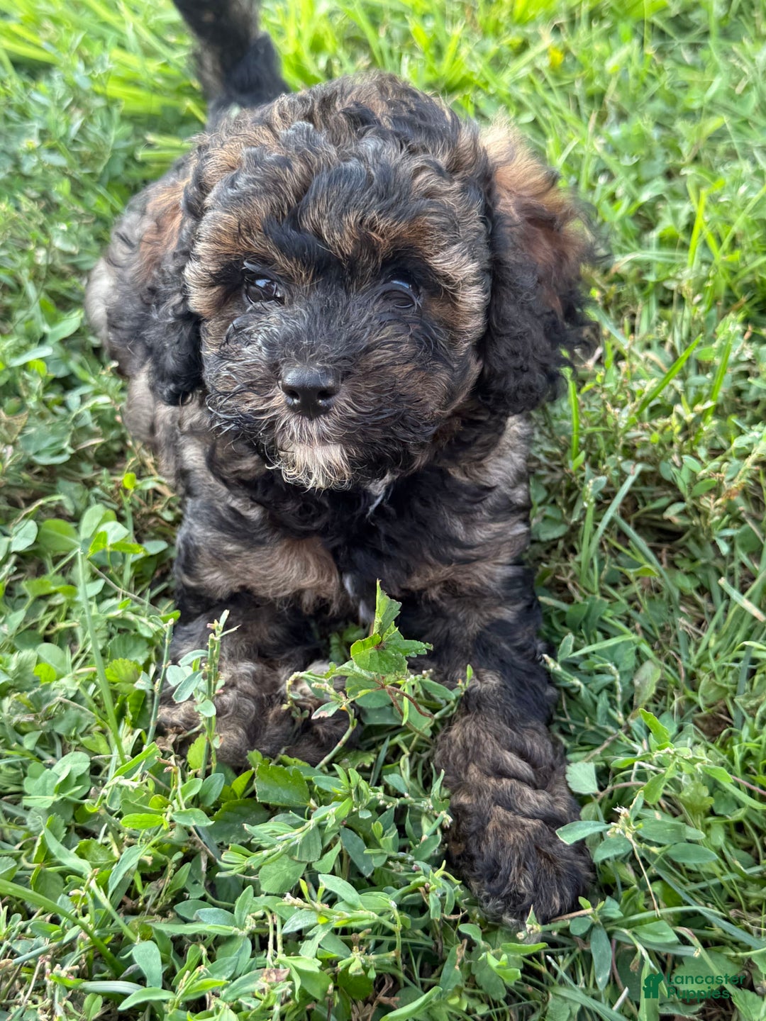 Cockapoo dogs for sale: Buster - Image 6