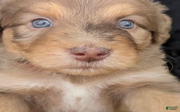 Newfypoo dogs for sale: Light Pink Girl - Image 1