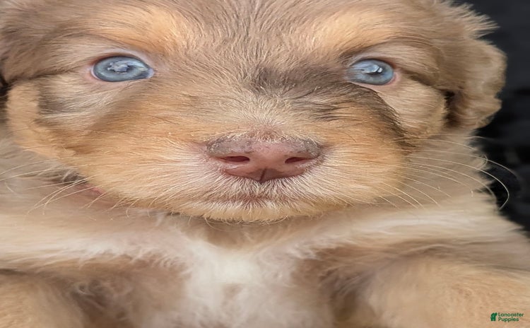 Newfypoo dogs for sale - Ad 2