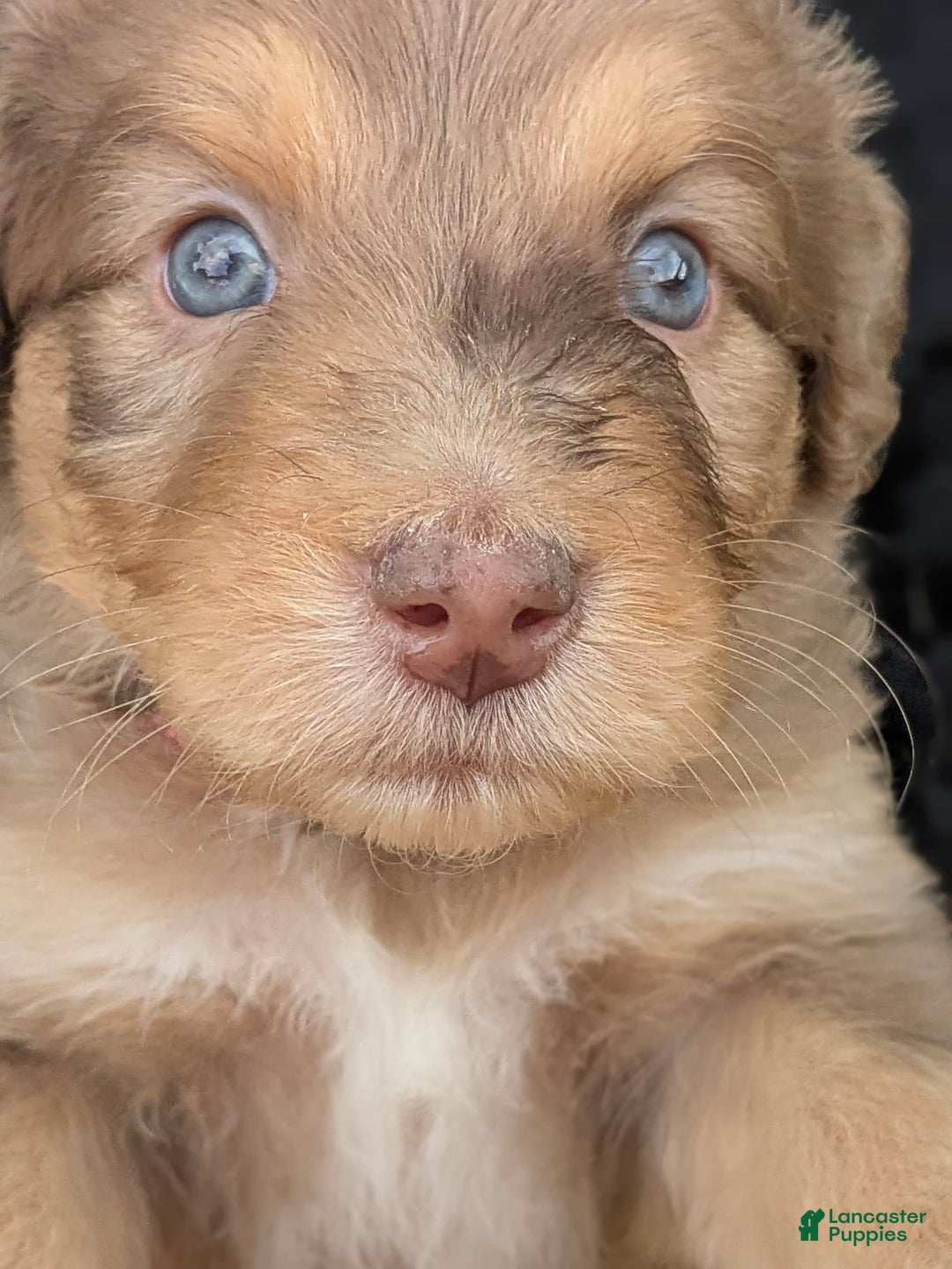 Newfypoo dogs for sale: Light Pink Girl - Image 1