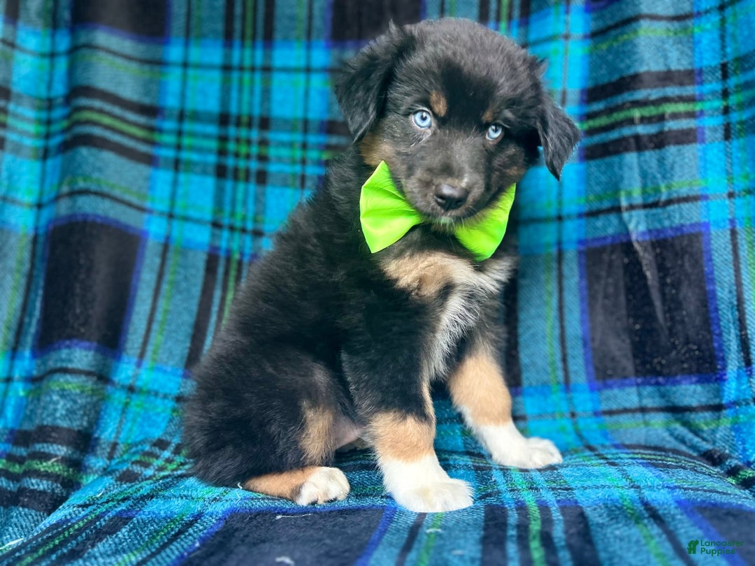 Miniature Australian Shepherd dogs for sale: Moose - Image 8
