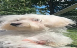 Morkie dogs for sale: Leo - Image 19