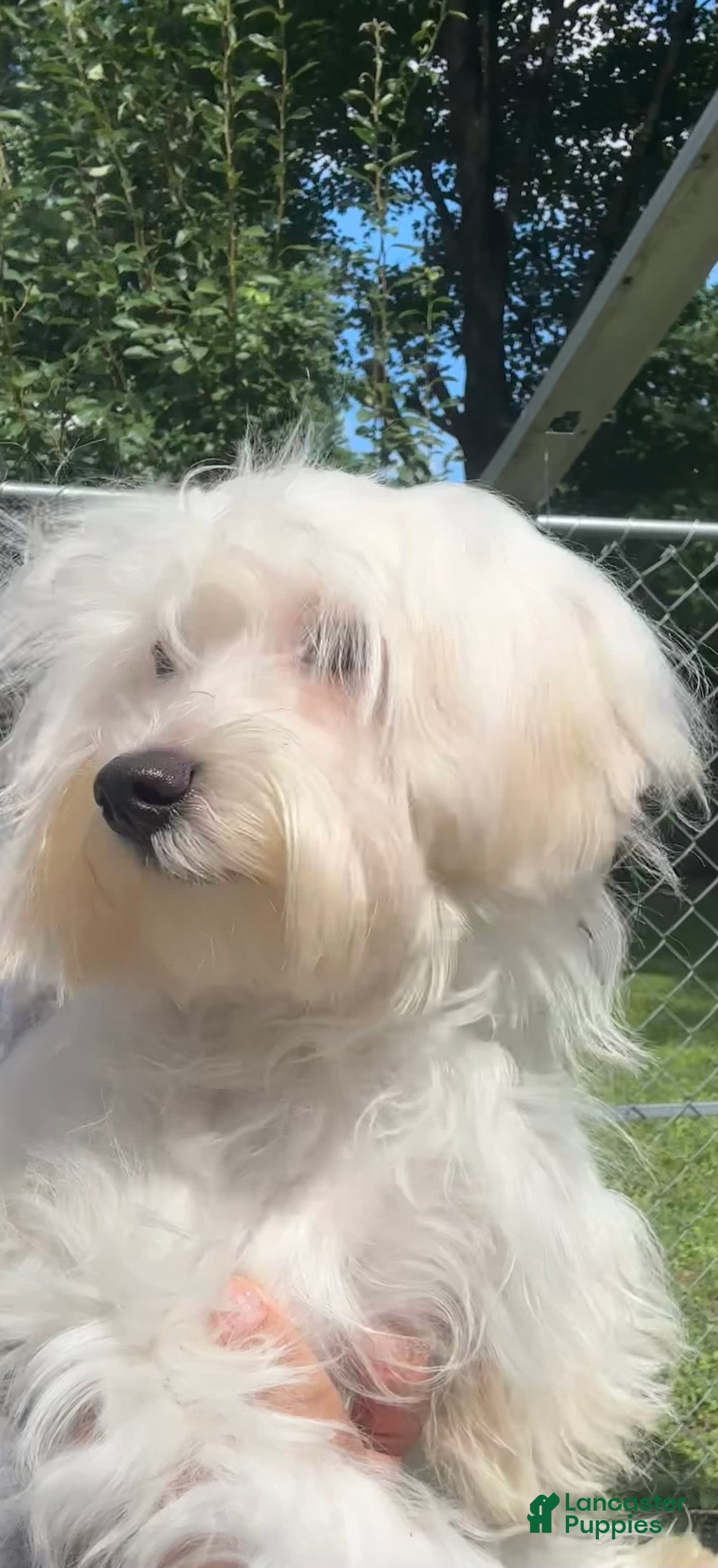 Morkie dogs for sale: Leo - Image 19
