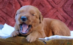 Golden Retriever dogs for sale: Rusty - Image 7