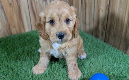 Cavapoo dogs for sale: Sprinkles Boy 2 - Image 2