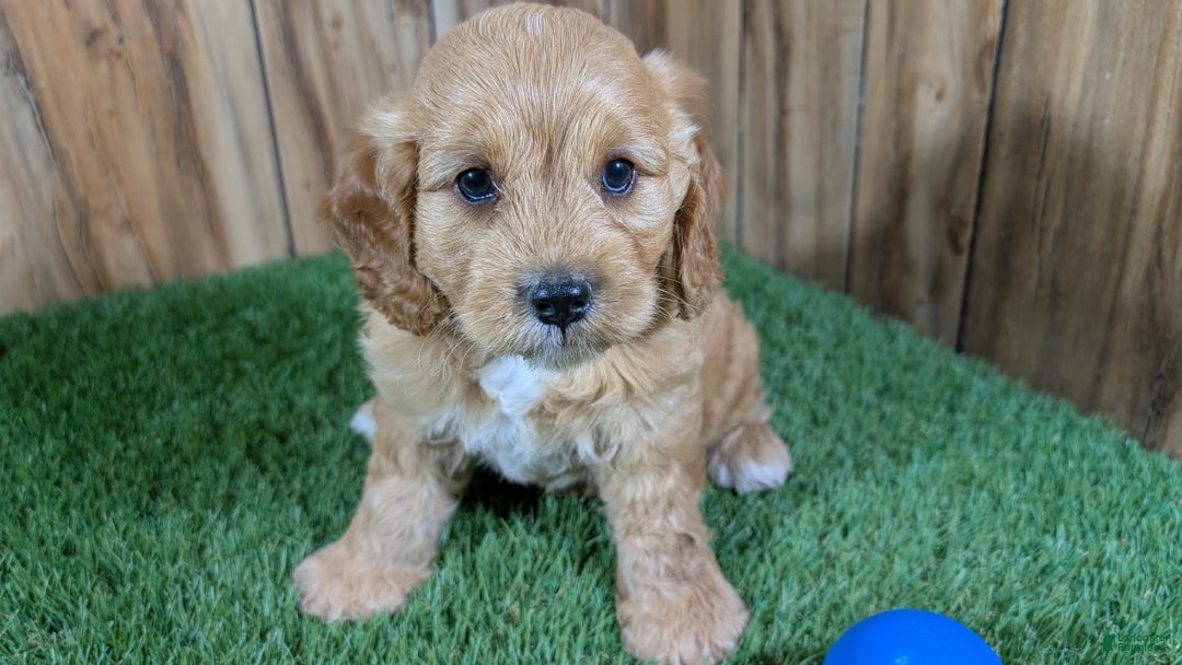 Cavapoo dogs for sale: Sprinkles Boy 2 - Image 2