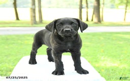 Cane Corso dogs for sale: Maple - Image 5